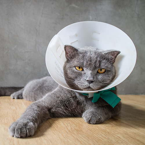 Surgery - picture of grey cat in a surgical cone