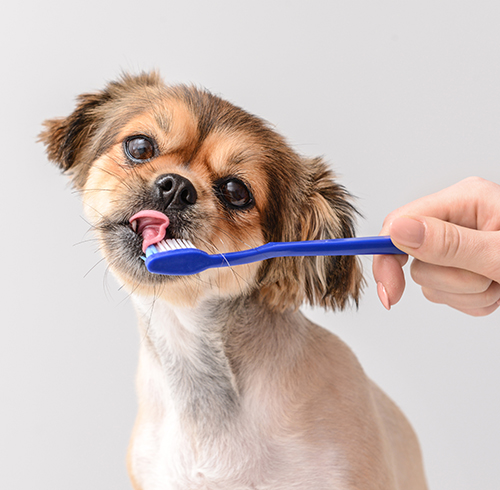 Dentistry - picture of dog licking toothbrush