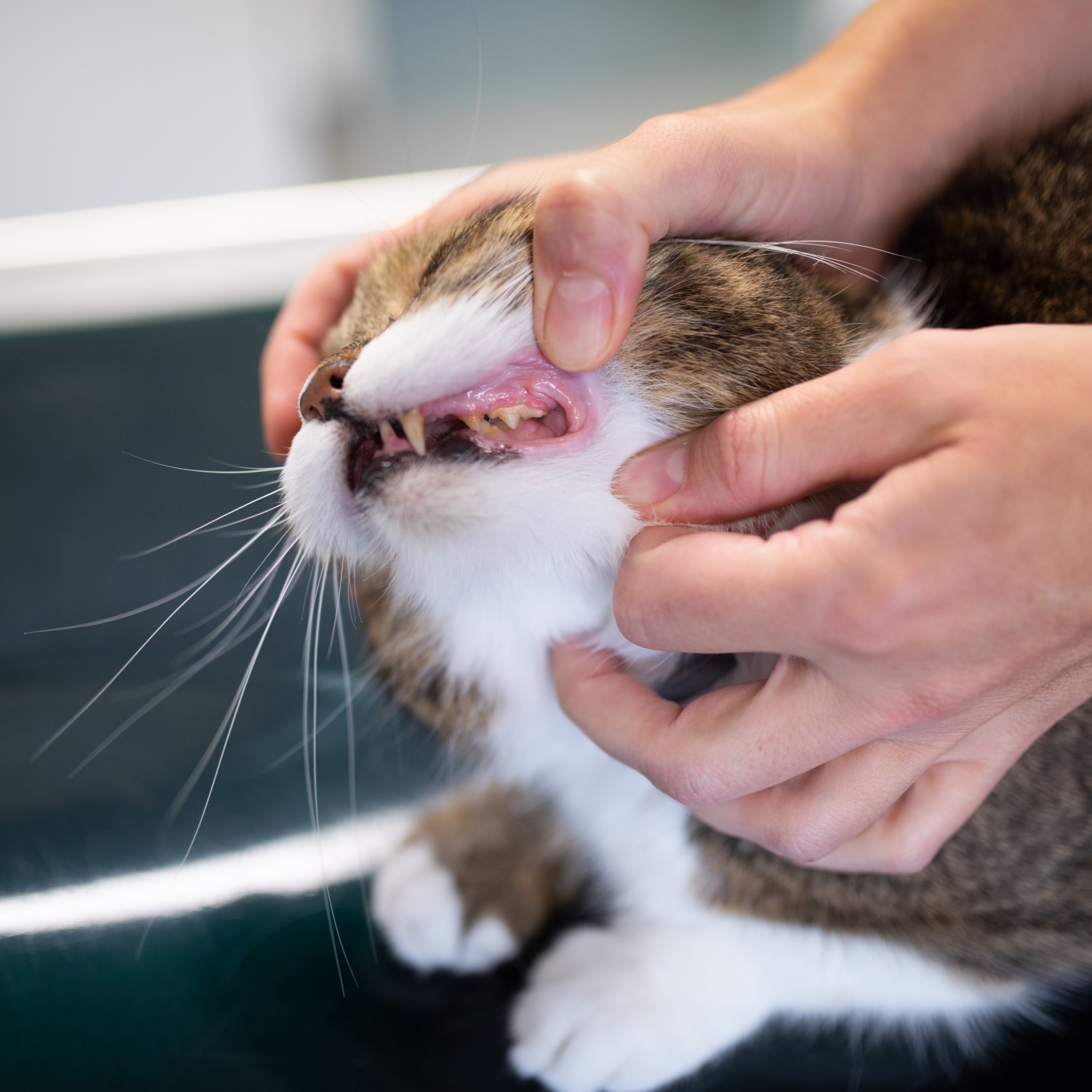 Dental Services - cat teeth being examined