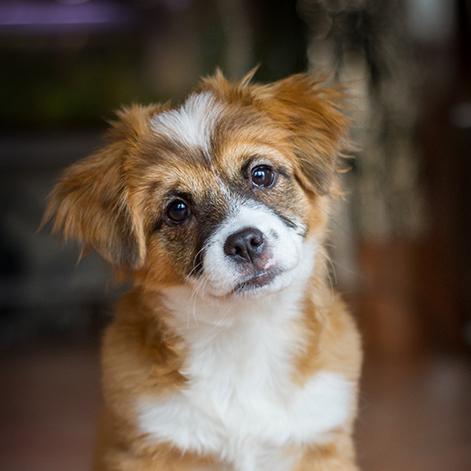 Puppy Wellness - image of tan and white puppy Puppy Wellness - image of tan and white puppy
