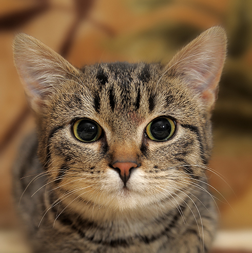 Kitten Wellness - image of tabby kitten