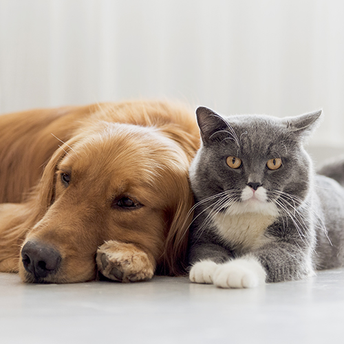 Adult Dog and Cat Wellness - Image of golden retriever and grey cat